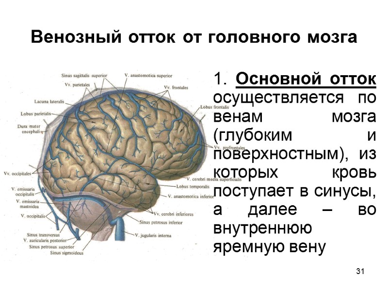 31 Венозный отток от головного мозга 1. Основной отток осуществляется по венам мозга (глубоким